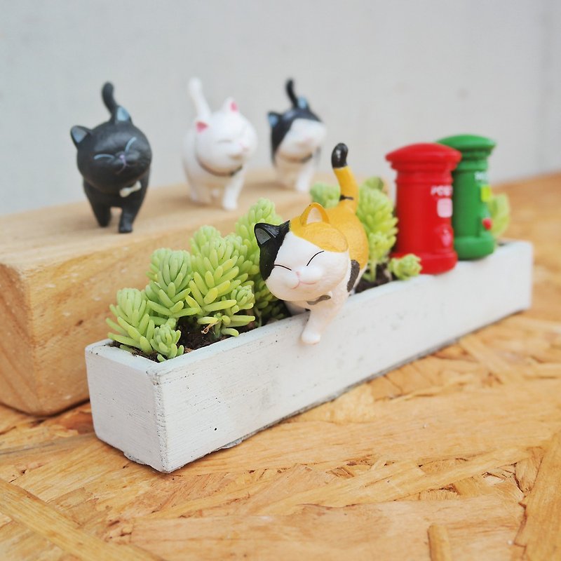 [Doudou Succulents] Housewarming│Gifts│Promotion│Succulent Plants│-Walking Cat Set - Plants - Cement 