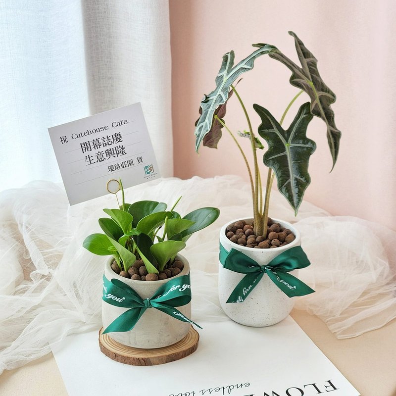 PD82 natural Cement potted plant/desktop indoor plant office plant healing small potted plant - ตกแต่งต้นไม้ - พืช/ดอกไม้ 