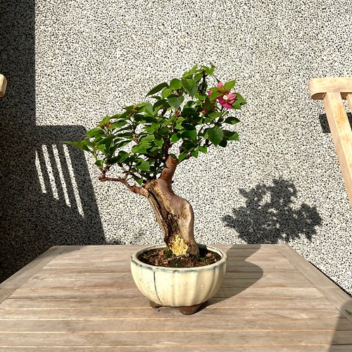 野趣小品盆栽 Rustic Charm Bonsai 小品盆栽-日本八房九重葛 盆景