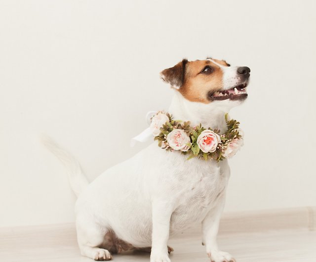 dog wedding collar