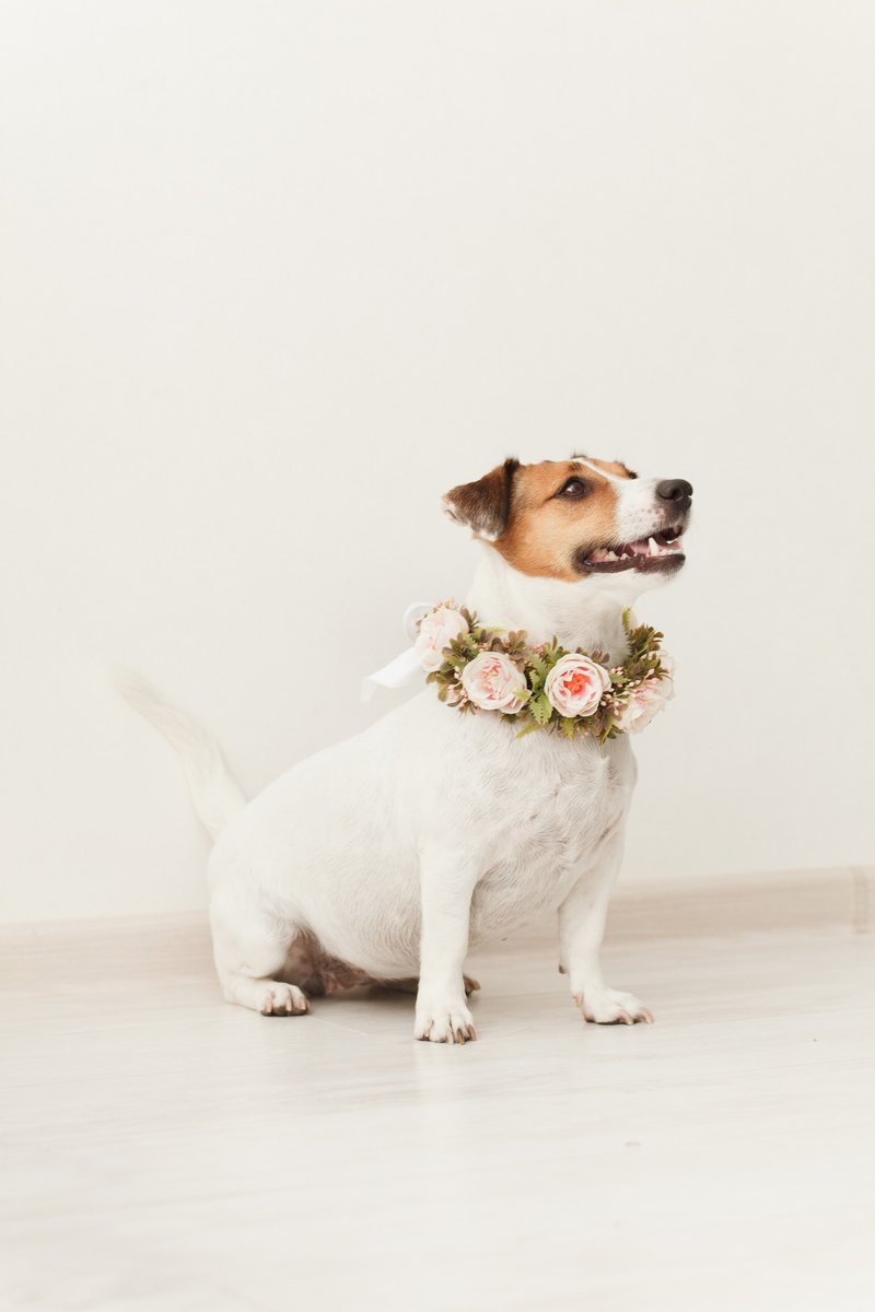 Flower collar dog wedding pink roses, Fall wreath Russell Terrier birthday party - ชุดสัตว์เลี้ยง - พืช/ดอกไม้ สึชมพู