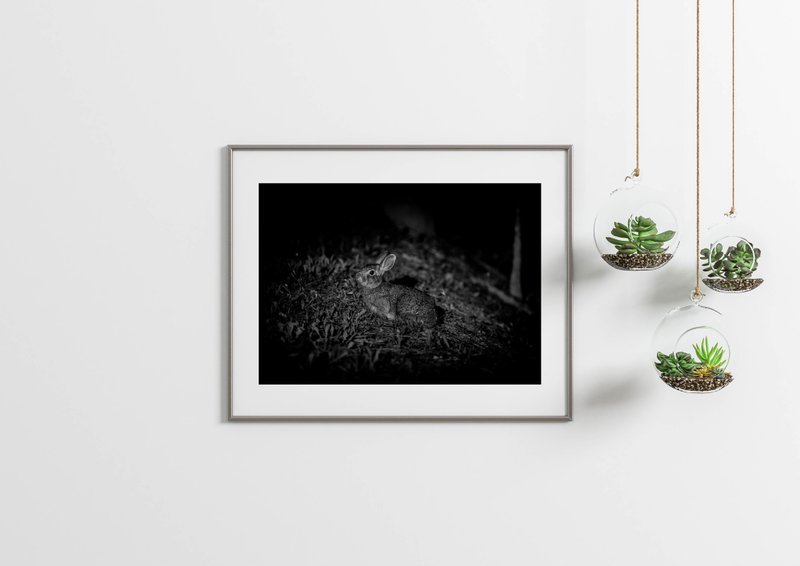 Rabbit Photography Giclee Works - Taiwan Hare 01 - โปสเตอร์ - กระดาษ สึชมพู