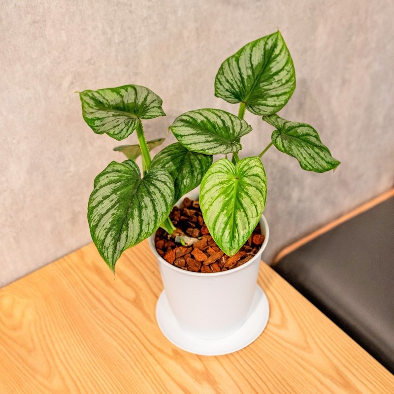 白色塑膠盆-白雲蔓綠絨 - 盆栽/植栽 - 植物．花 