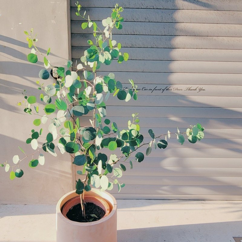 The first choice for outdoor gifts at the opening - Eucalyptus multiflorum - ตกแต่งต้นไม้ - พืช/ดอกไม้ 