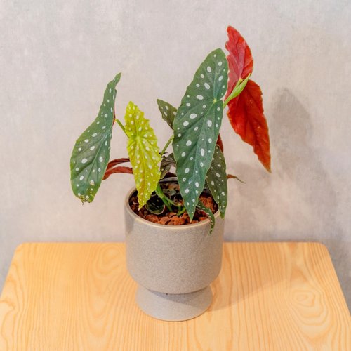 巧繪網植物館 鱒魚海棠小盆栽 5寸高腳花盆綠 桌上型室內植物推薦 巧繪網植物館