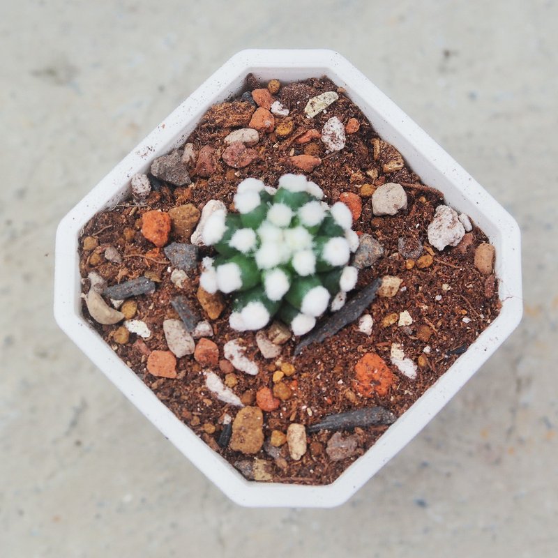 【荳荳多肉】【雪球】喬遷│送禮│升遷│多肉植物 - 盆栽/植栽 - 植物．花 