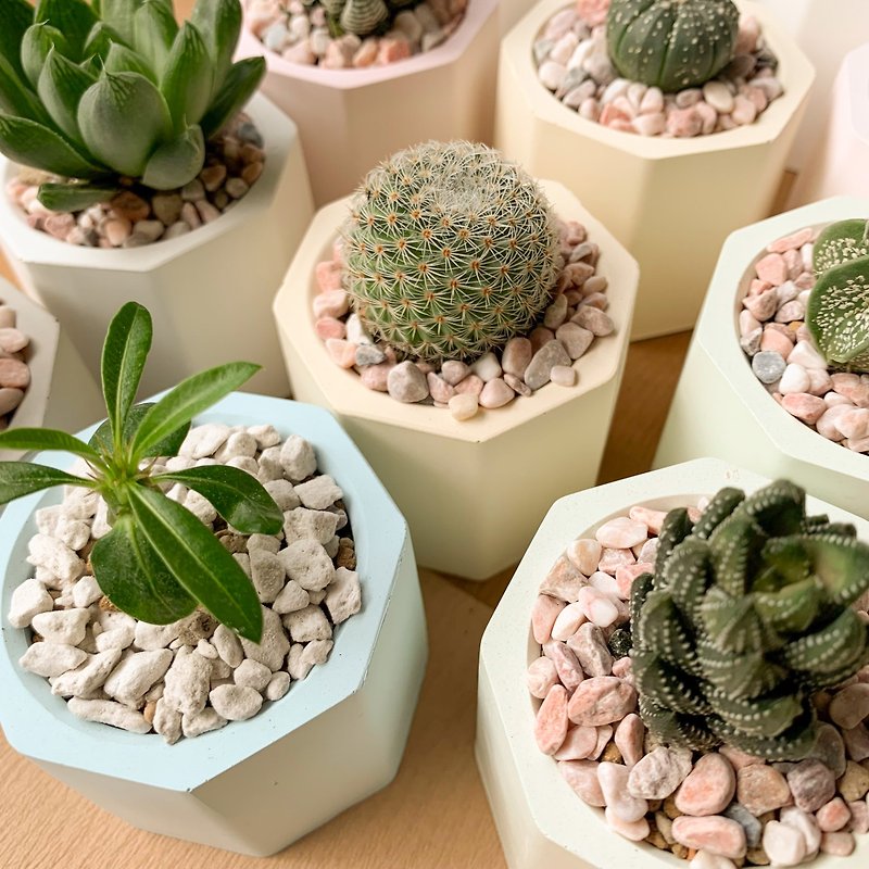 Succulent potted Cement pot fast shipping cactus diffuser Stone graduation gift - ตกแต่งต้นไม้ - ปูน หลากหลายสี