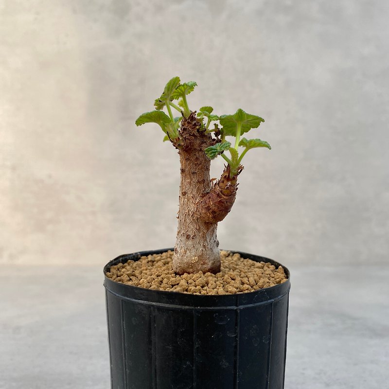 St. Helena Geranium | Cattle pediatrics | Succulent roots | P.cotyledonis - ตกแต่งต้นไม้ - พืช/ดอกไม้ 
