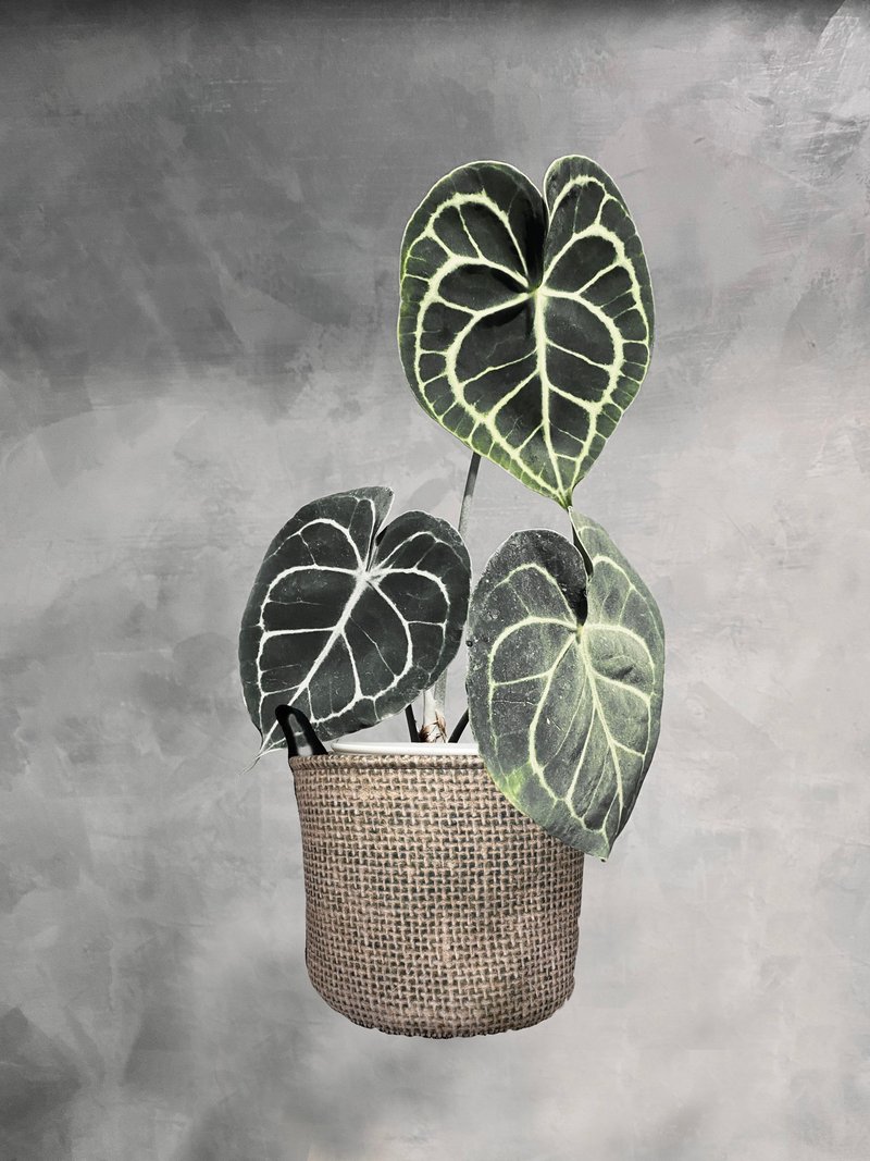 BLR planting bag linen CZ06 plant bag - ตกแต่งต้นไม้ - เส้นใยสังเคราะห์ สีกากี