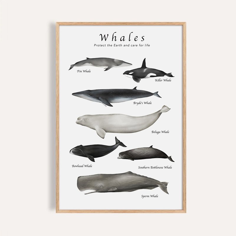 探索鯨魚 Whales of Wonder / 現代自然插畫掛畫 / 藝術無框輸出 - 海報/掛畫/掛布 - 紙 