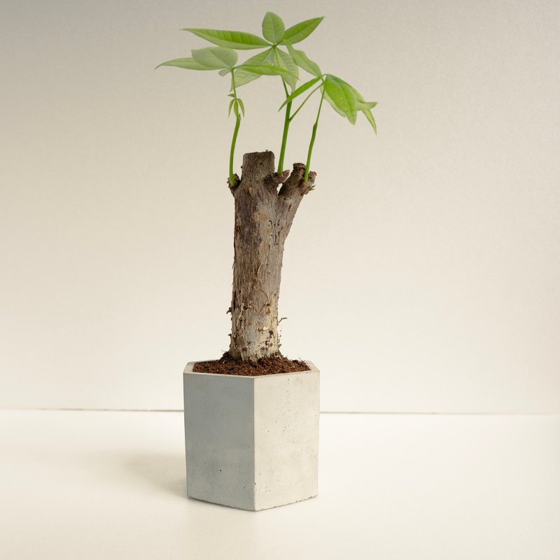 馬拉巴栗│泥作系列│福所栽 - 植栽/盆栽 - 水泥 綠色