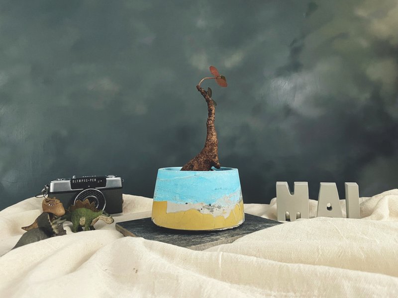 色塊 | 手作水泥盆植奇異油柑 - 植物/盆栽/盆景 - 水泥 