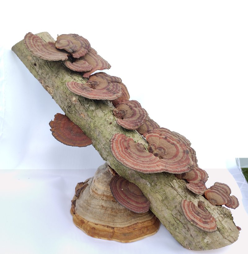 Dried mushrooms on a branch, stand on a dry tinder fungus, mushroom ornament - 乾燥花/永生花 - 木頭 卡其色