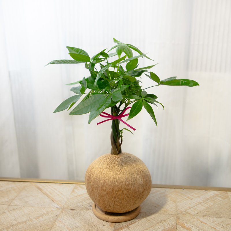 Malabar Chestnut/ Money Tree Handmade Planting Moss Balls - ตกแต่งต้นไม้ - พืช/ดอกไม้ 