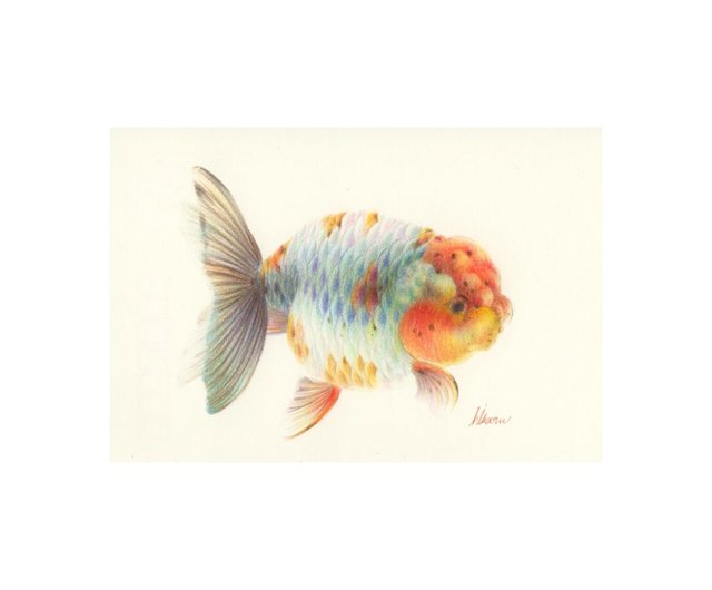 江戸錦 金魚 イラスト 原画 Goldfish Ranchu Illustration 金鱼 ショップ Deme Tyoubi ポスター 絵 Pinkoi