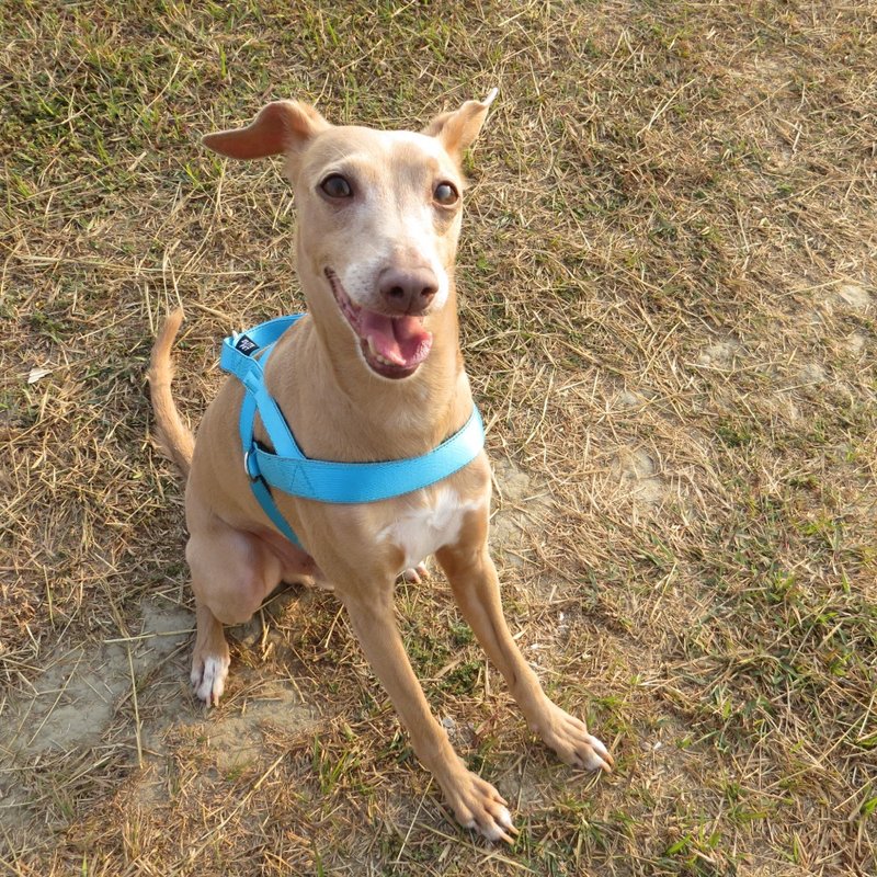 Classic Series Quick Harness - Collars & Leashes - Other Materials Red