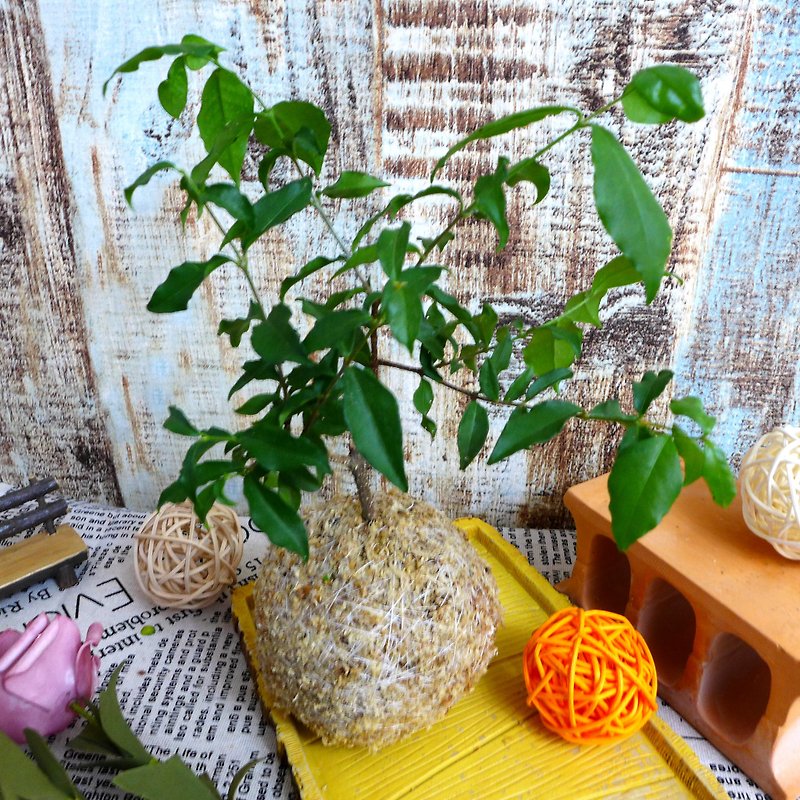 ハンドメイド/スモールツリーシリーズモスボール-リーチェリー - 観葉植物 - 寄せ植え・花 グリーン