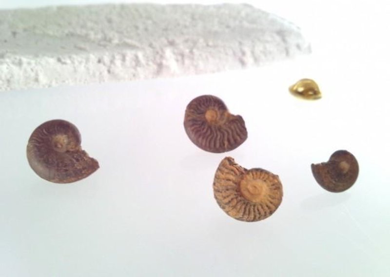 Ammonite fossil ☆ pin badge ☆ - Brooches - Gemstone 