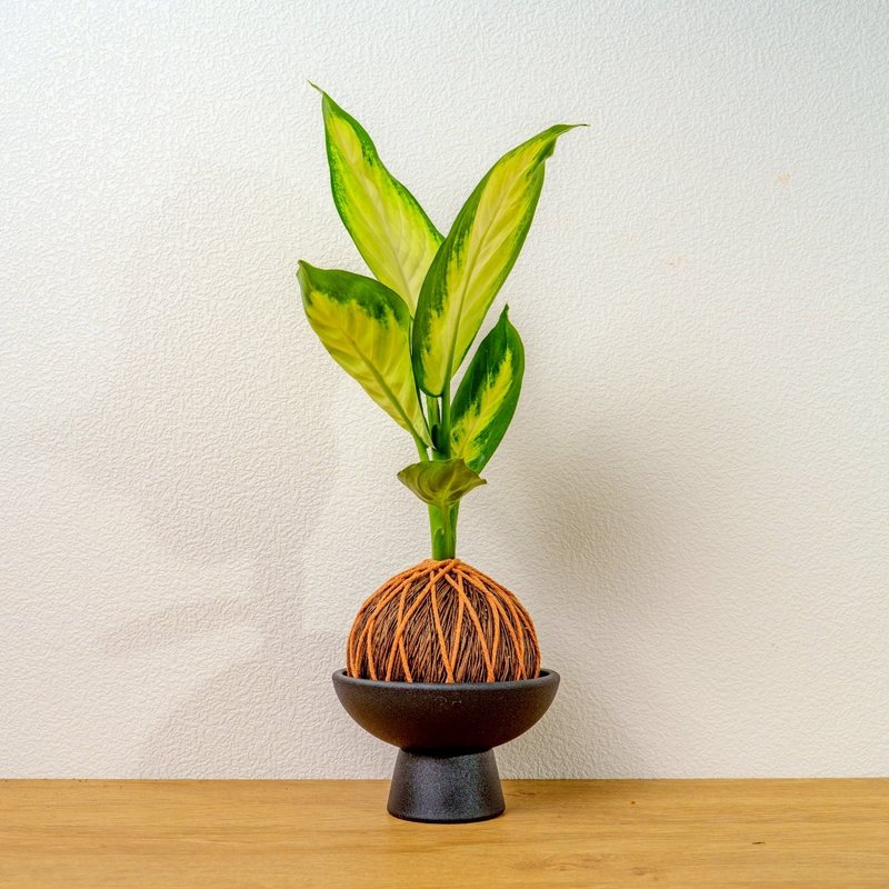 苔球植物 瑪莉安黛粉葉咖啡苔球加磨砂高腳缽 苔球 苔玉 禮物 - 盆栽/植栽 - 植物．花 綠色