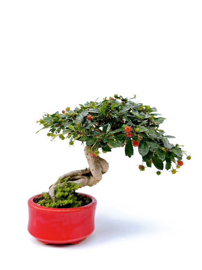Small Potted Plants・Manfuku - ตกแต่งต้นไม้ - พืช/ดอกไม้ 