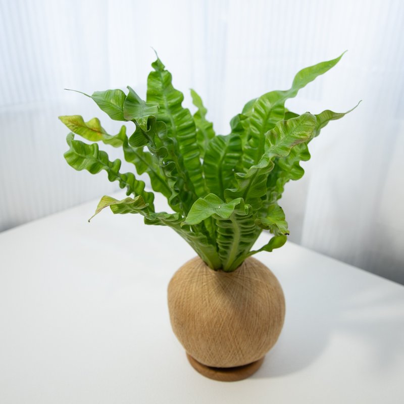眼鏡蛇山蘇 手作植栽苔球 - 植栽/盆栽 - 植物．花 