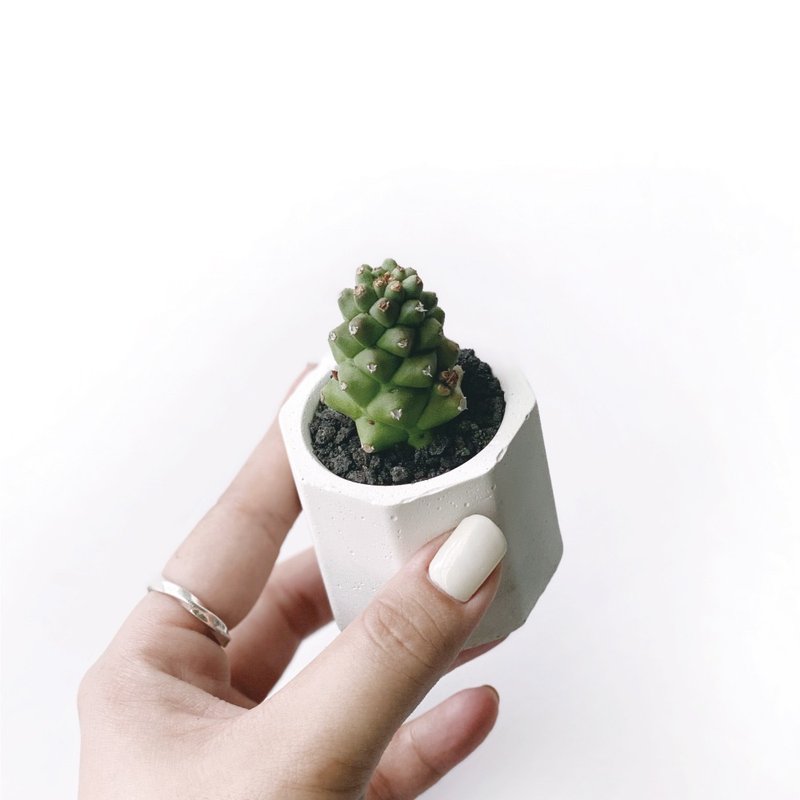 (預購) 白灰漸層系列 | 將軍閣 小八角形水泥多肉植栽 - 盆栽/植栽 - 植物．花 灰色