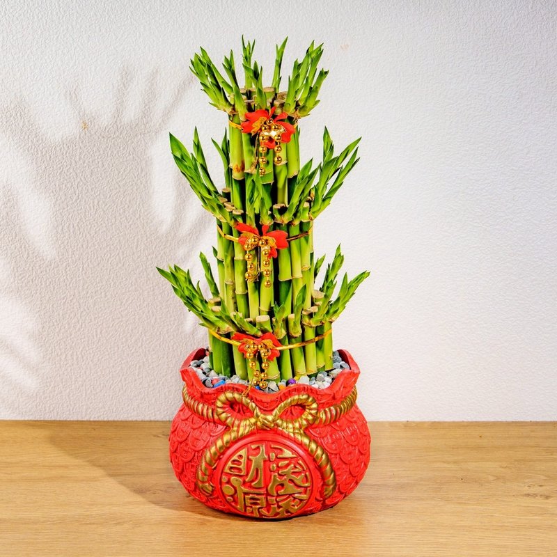 開運竹財源滾滾盆栽 開幕花盆 觀葉植物 居家裝飾 送禮 - 盆栽/植栽 - 植物．花 綠色