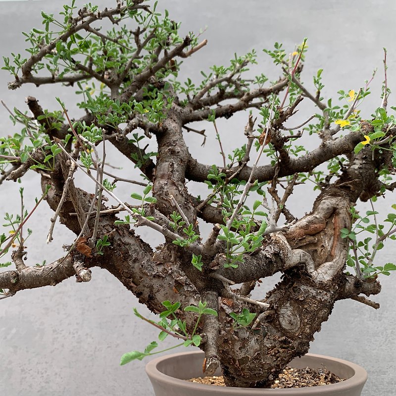 希少なミルラオリーブ|オリーブファミリー|肉質の根（1つのもの、1つのショット）| C. boranens - 観葉植物 - 寄せ植え・花 