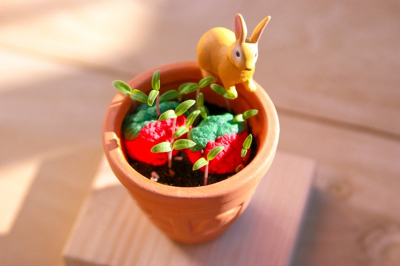 Cherry Tomato Seed Balls Gift Set - Plants - Plants & Flowers 