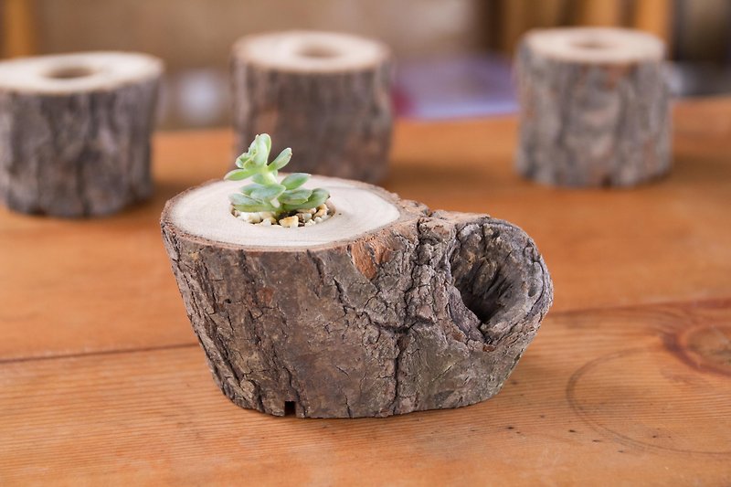 【台湾クスノキ】多肉植物 丸太植木鉢 1寸樹皮特製 - 観葉植物 - 木製 
