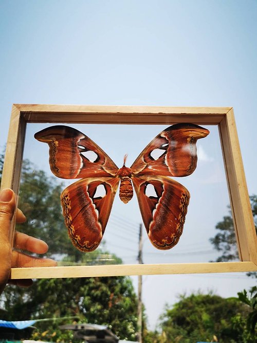 cococollection Set Atlas Moth F Butterfly Insect Taxidermy Double Acrylic Glass Frame Display