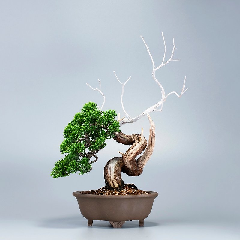 [Space Furnishing] Ioigawa Zhencypress fine bonsai tea ceremony artistic conception - ตกแต่งต้นไม้ - พืช/ดอกไม้ 