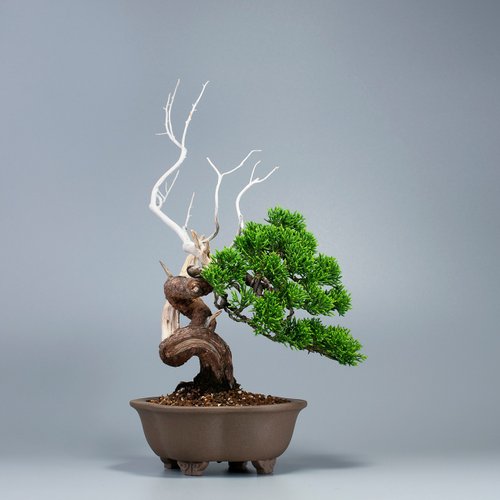 【静岡】114M 駿河山正 虎 添配 二点 置物 盆景 2個 空間擺設系魚川真柏精品盆景茶道意境雀樓植栽- Pinkoi 限時優惠活動