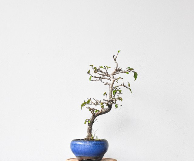 岩四手Carpinus Turczaninovii Hance | 盆景星球Bonsai Planet - 設計