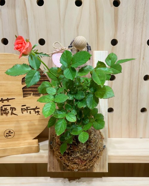 植蕨所在 水苔球植物設計館 【植蕨所在】 迷你玫瑰 陽臺擺設 牆面擺設 上板植物 送禮首選