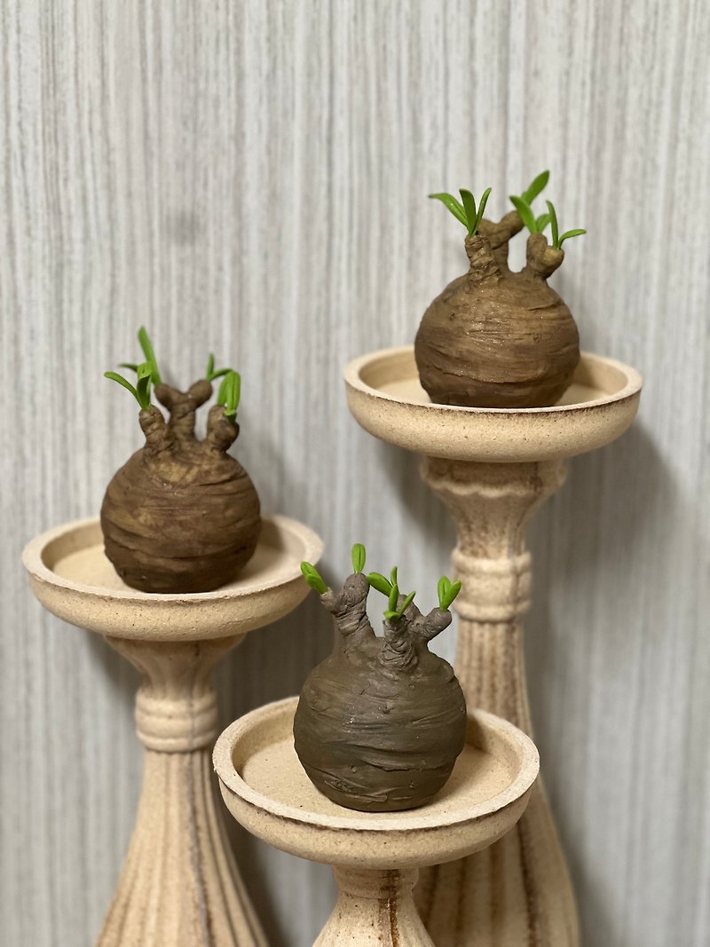Handmade Root Plants - Ivory Palace Series - ตกแต่งต้นไม้ - เรซิน สีเขียว