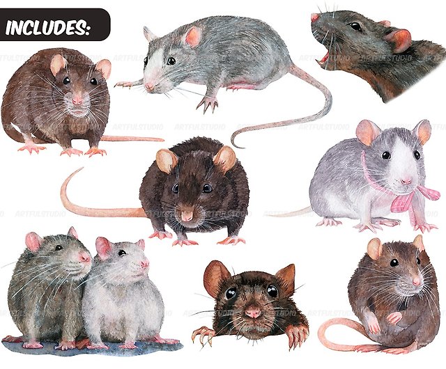 Rat Drawing Images – Browse 345,347 Stock Photos, Vectors, and Video |  Adobe Stock
