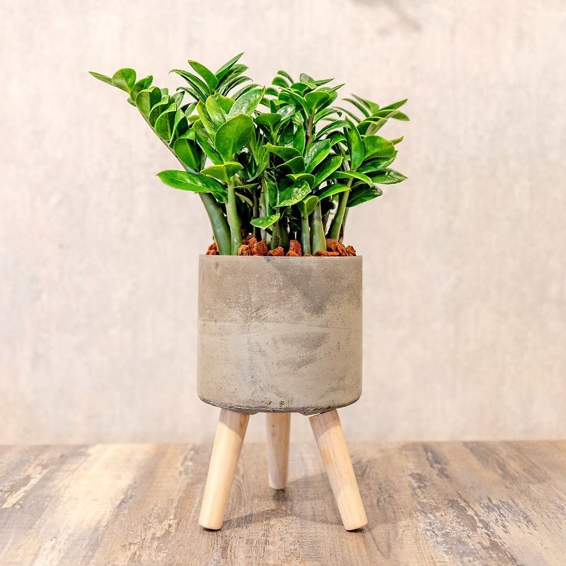 Money Tree Cement Potted Plant-Small Tall Wooden Leg Cement Potted Plant - ตกแต่งต้นไม้ - พืช/ดอกไม้ 