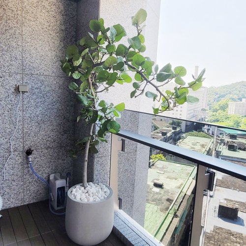 盆空間 Flower & Plant Studio 海葡萄樹