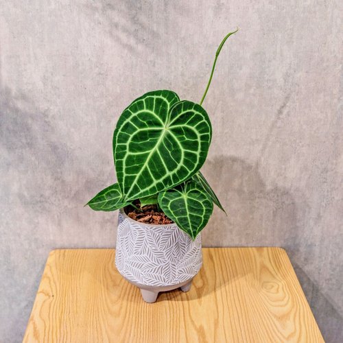 巧繪網植物館 圓葉花燭盆栽 桌上盆栽 大樹葉紋 水泥盆栽 開幕送禮 喬遷禮物