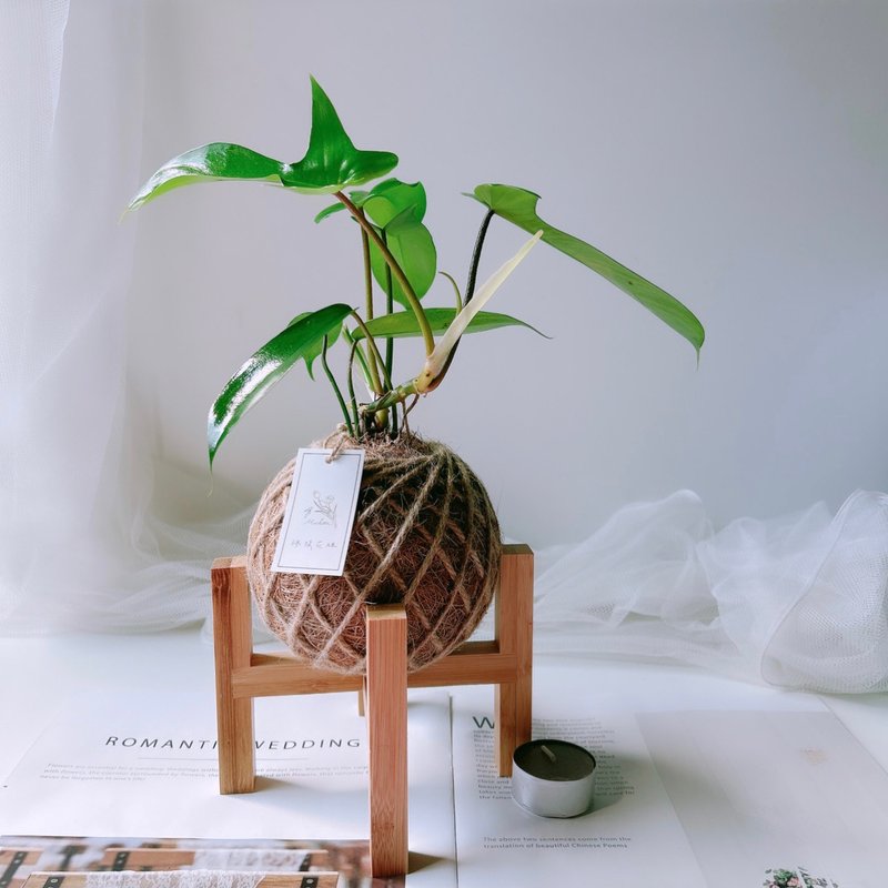 小苔球 龍爪蔓綠絨  植栽 - 植栽/盆栽 - 植物．花 