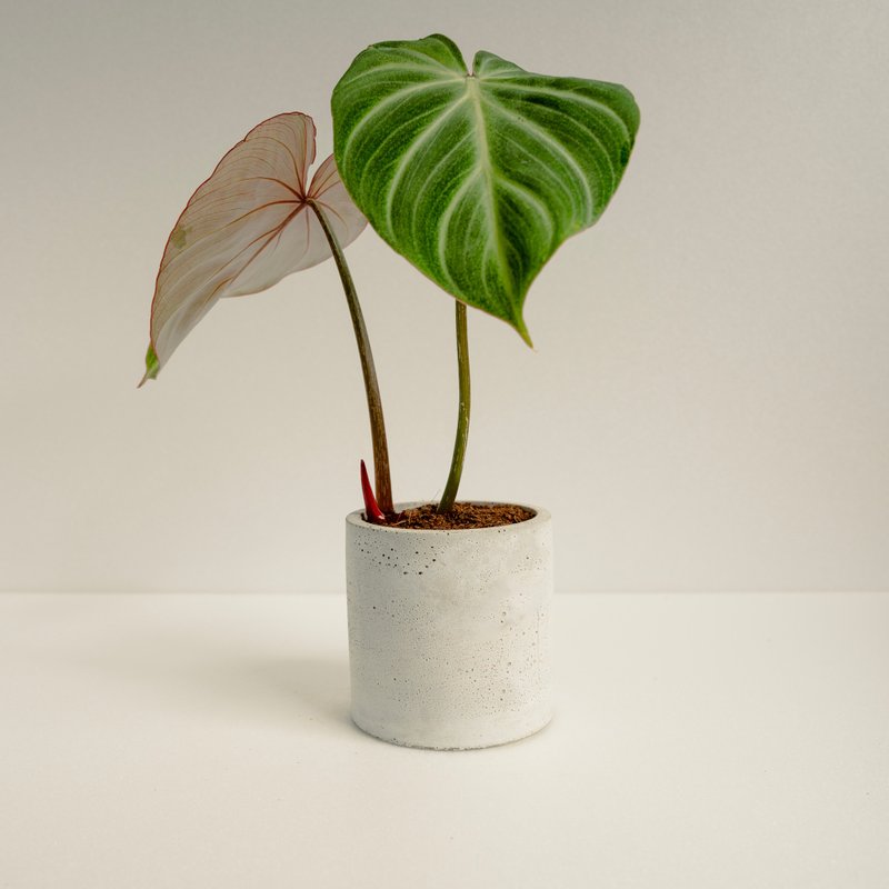 Round handle brocade philodendron│Mud series│Fuzuozai - Plants - Cement Green