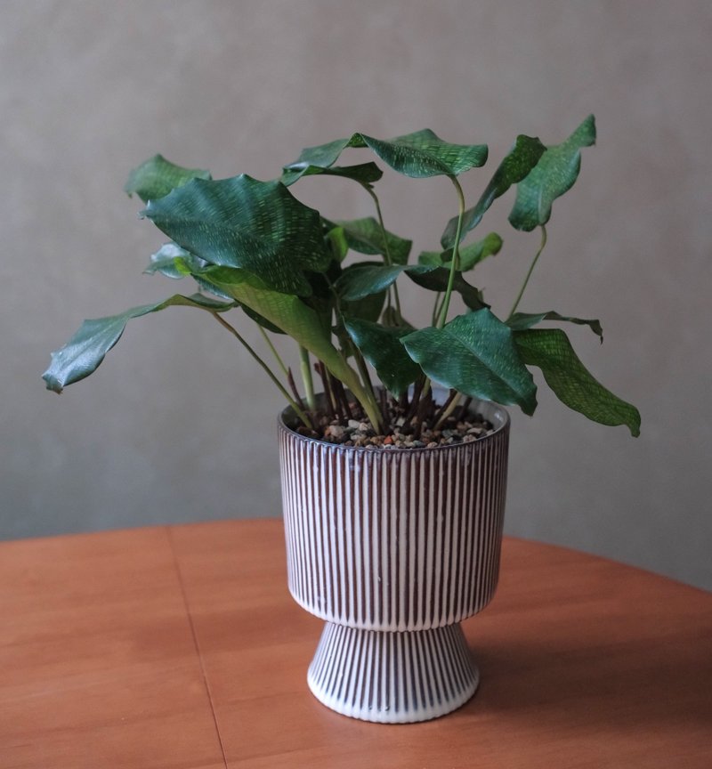 馬賽克竹芋 - 盆栽/植栽 - 植物．花 