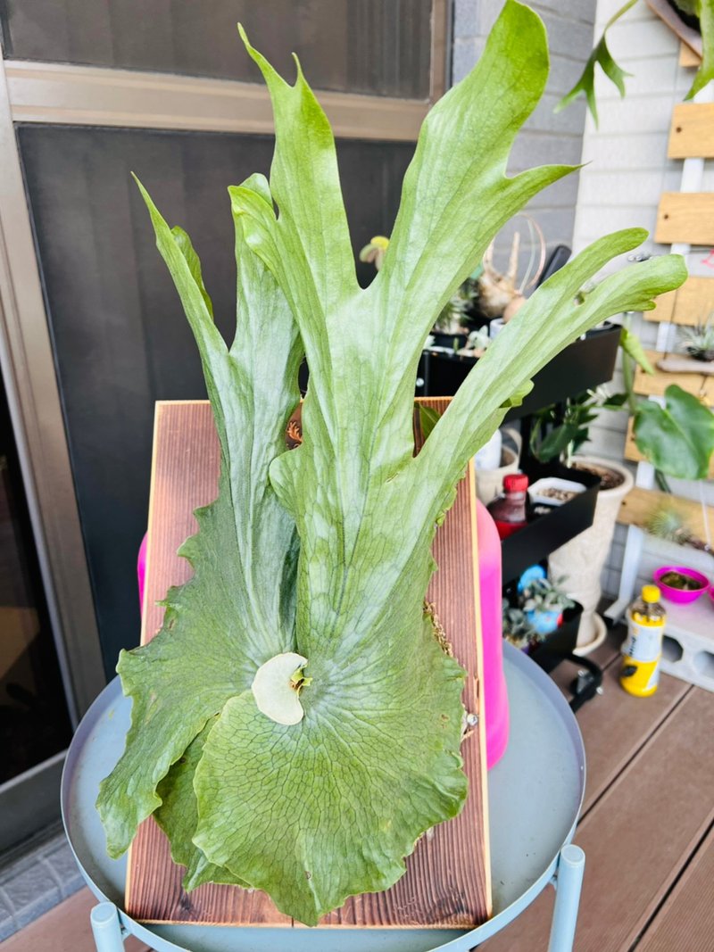 女王鹿角蕨上板 森林系壁植 畢業  新居落成 開幕誌慶禮 - 壁貼/牆壁裝飾 - 木頭 