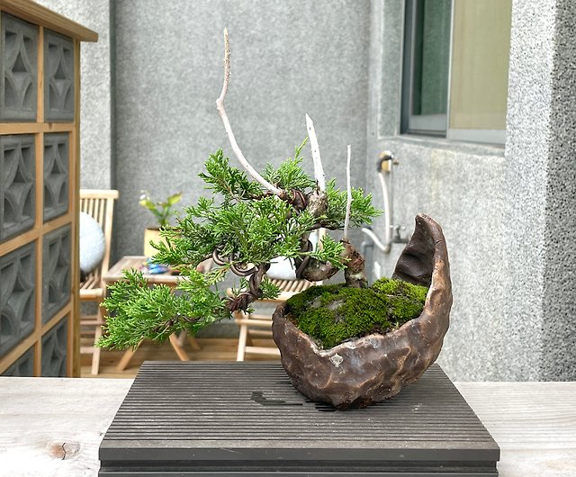 小さな鉢植え 糸魚川本ヒノキ盆栽 ギフト - ショップ rustic-charm 