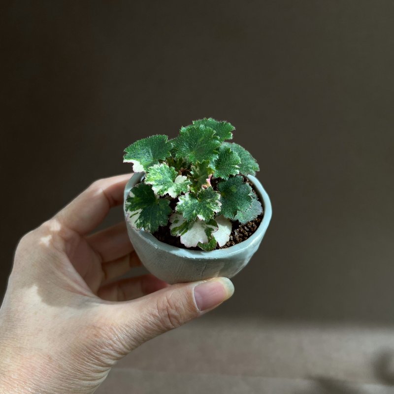 Japanese Saxifrage Saxifrage ∣Special Mountain Wild Grass-Xiangshi Stone Pot Potted Bean Plant - ตกแต่งต้นไม้ - ดินเผา 