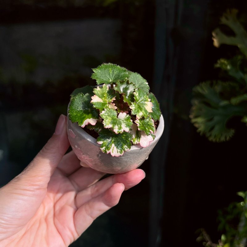 日本雪月花虎耳草∣特殊山野草-祥石豆盆鉢 豆盆栽 - 植栽/盆栽 - 陶 