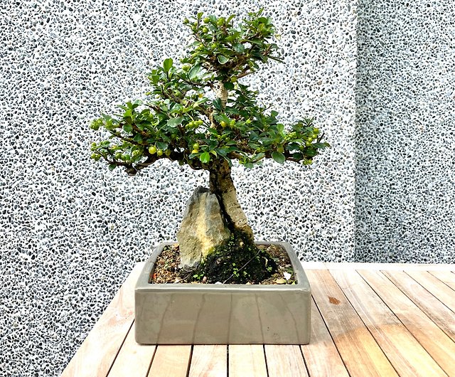 小さな鉢植え-福建石盆栽 - ショップ rustic-charm-bonsai 観葉植物