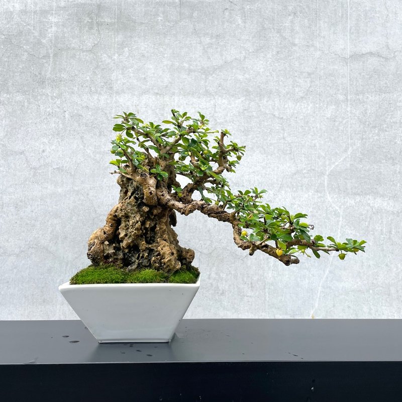 小品盆栽-福建茶 付石 盆景 - 盆栽/植栽 - 植物．花 