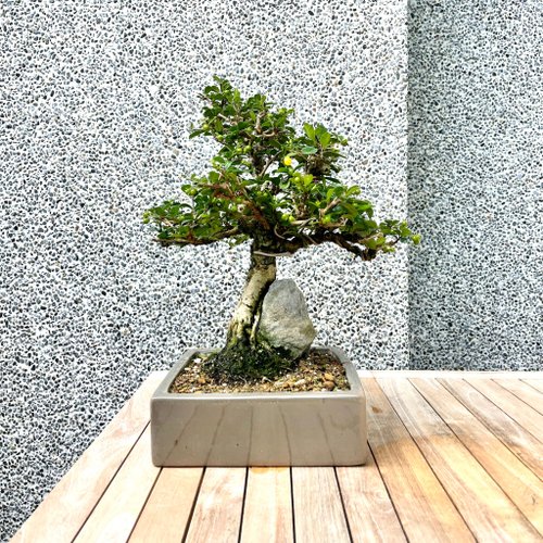 Juniper Bonsai Tree on Rock Slab -  Canada